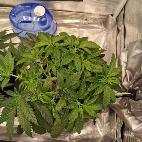 Cookies Kush #2 growlog timeline photo