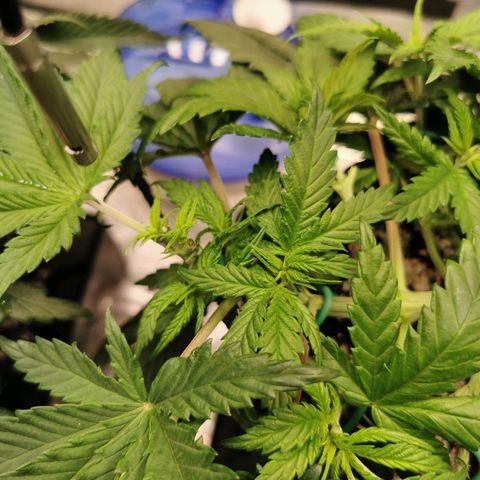 Cookies Kush #2 growlog timeline photo