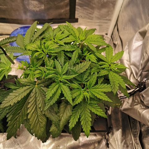 Cookies Kush #2 growlog timeline photo