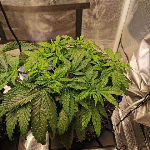 Cookies Kush #2 growlog timeline photo