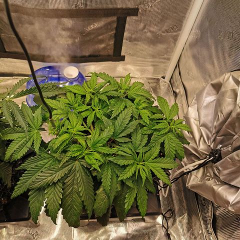 Cookies Kush #2 growlog timeline photo