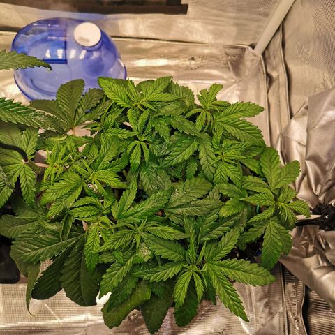 Cookies Kush #2 growlog timeline photo