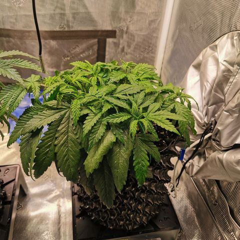 Cookies Kush #2 growlog timeline photo