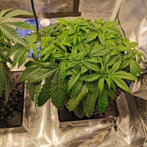 Cookies Kush #2 growlog timeline photo