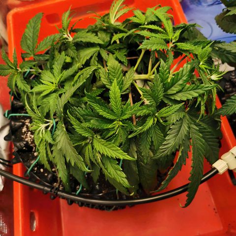 Cookies Kush #2 growlog timeline photo