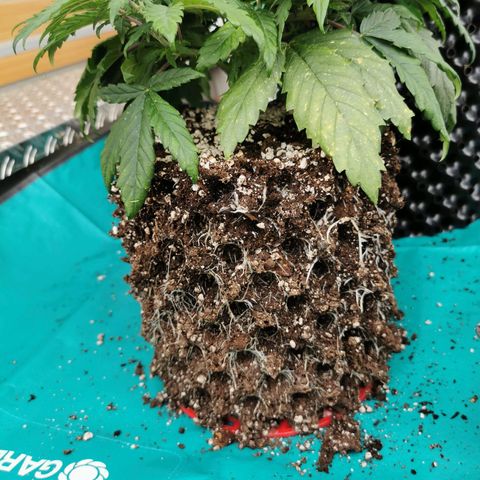 Cookies Kush #2 growlog timeline photo