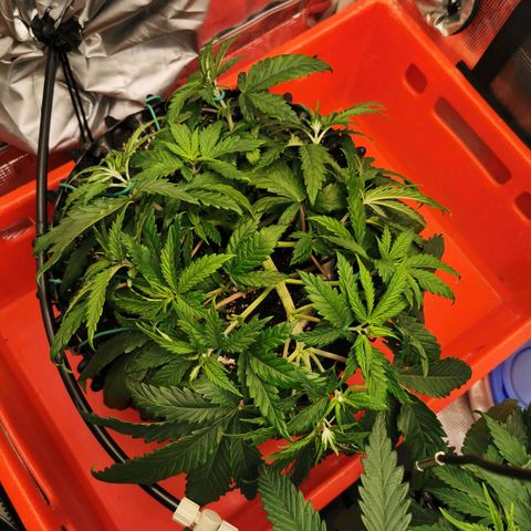 Cookies Kush #2 growlog timeline photo