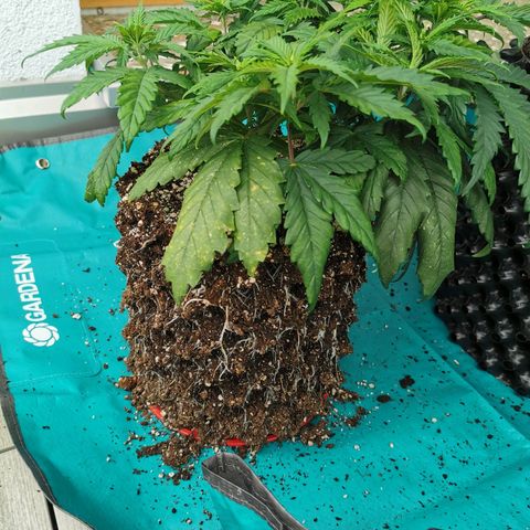Cookies Kush #2 growlog timeline photo