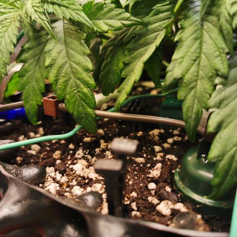Cookies Kush #2 growlog timeline photo