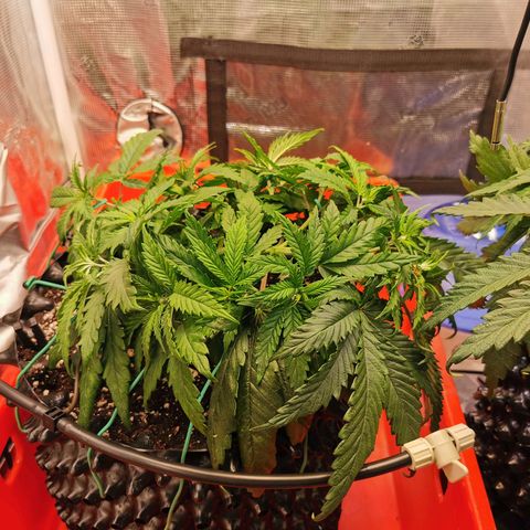 Cookies Kush #2 growlog timeline photo