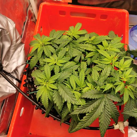 Cookies Kush #2 growlog timeline photo