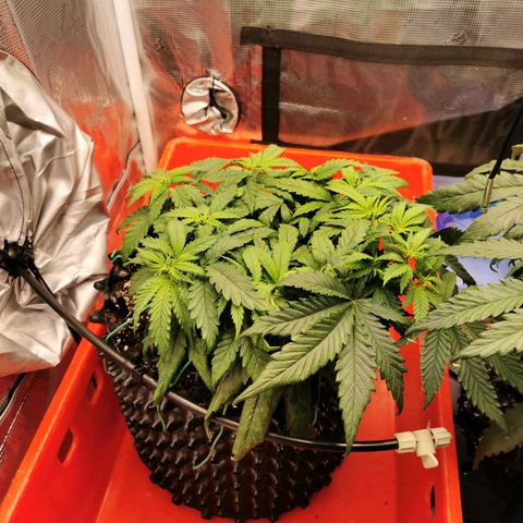 Cookies Kush #2 growlog timeline photo