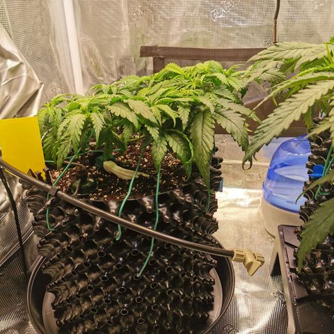 Cookies Kush #2 growlog timeline photo