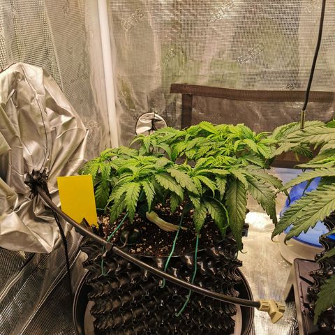Cookies Kush #2 growlog timeline photo