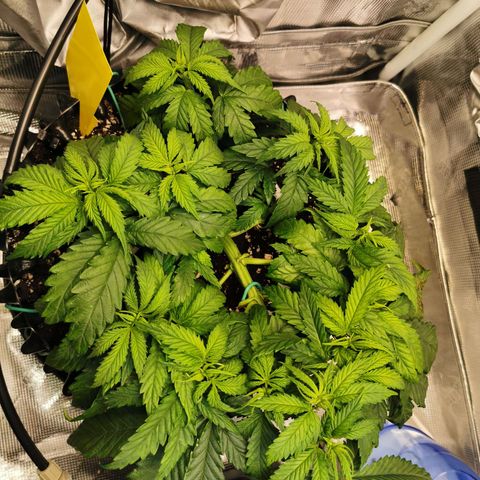 Cookies Kush #2 growlog timeline photo