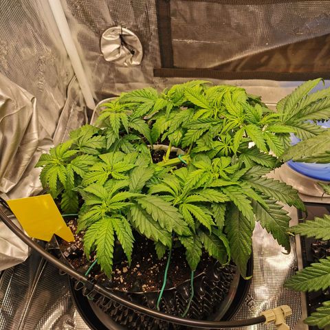 Cookies Kush #2 growlog timeline photo