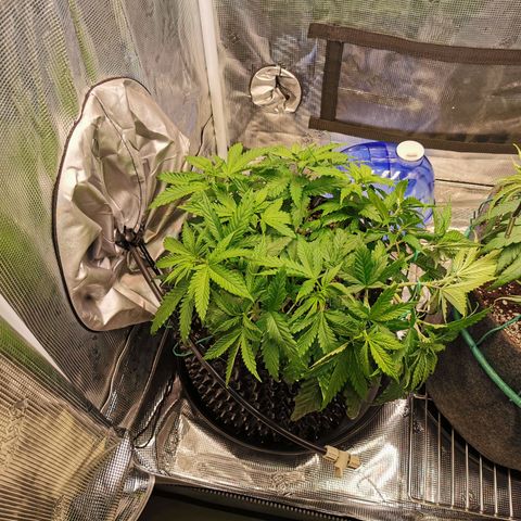 Cookies Kush #2 growlog timeline photo