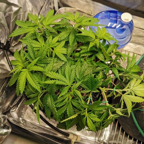 Cookies Kush #2 growlog timeline photo