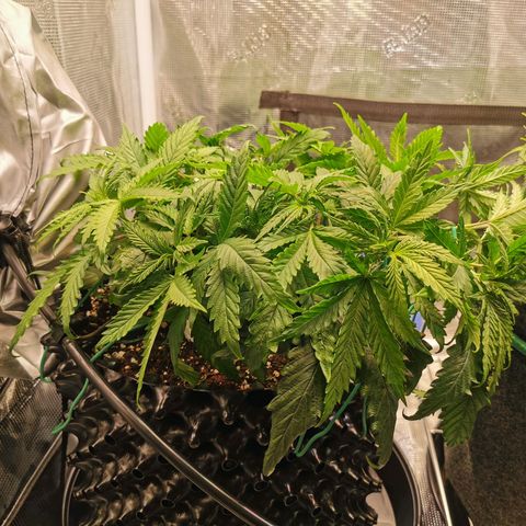 Cookies Kush #2 growlog timeline photo