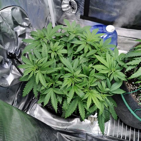 Cookies Kush #2 growlog timeline photo