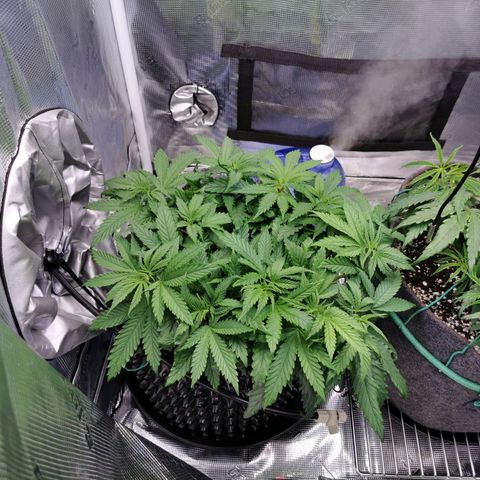 Cookies Kush #2 growlog timeline photo