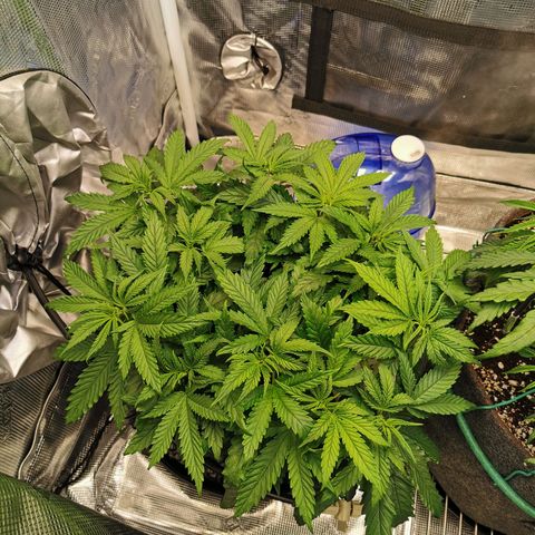 Cookies Kush #2 growlog timeline photo