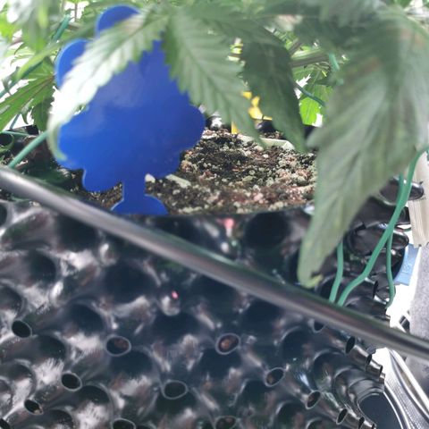 Cookies Kush #2 growlog timeline photo