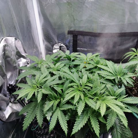 Cookies Kush #2 growlog timeline photo