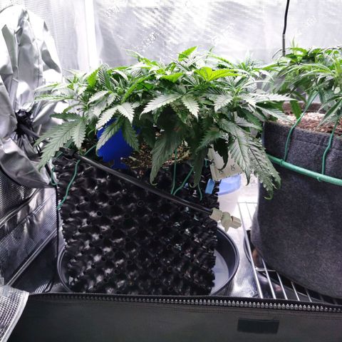 Cookies Kush #2 growlog timeline photo