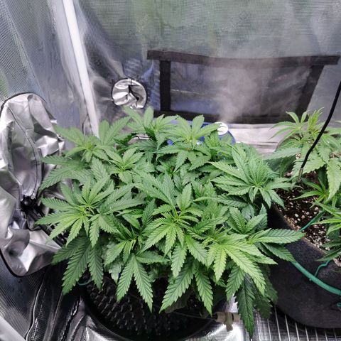 Cookies Kush #2 growlog timeline photo