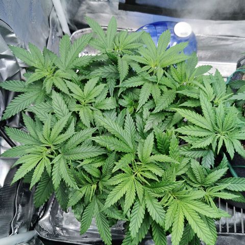 Cookies Kush #2 growlog timeline photo