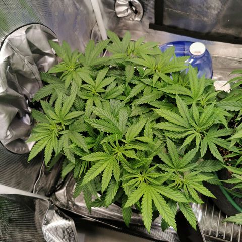 Cookies Kush #2 growlog timeline photo