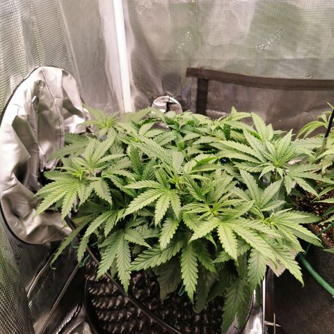 Cookies Kush #2 growlog timeline photo