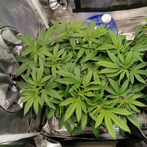 Cookies Kush #2 growlog timeline photo