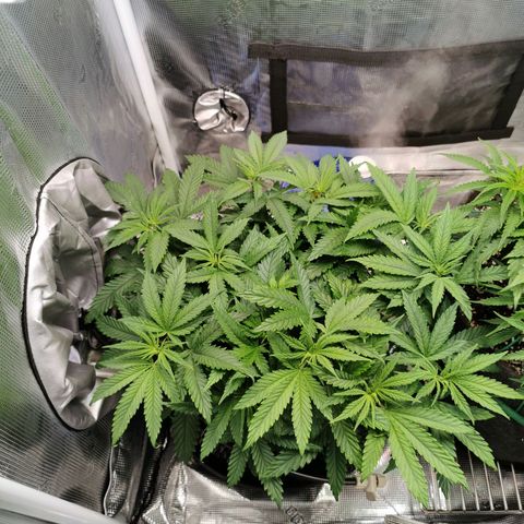 Cookies Kush #2 growlog timeline photo