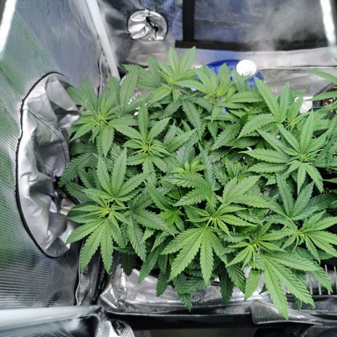 Cookies Kush #2 growlog timeline photo