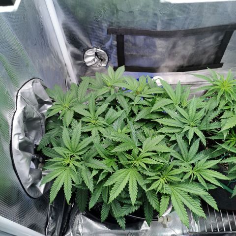 Cookies Kush #2 growlog timeline photo