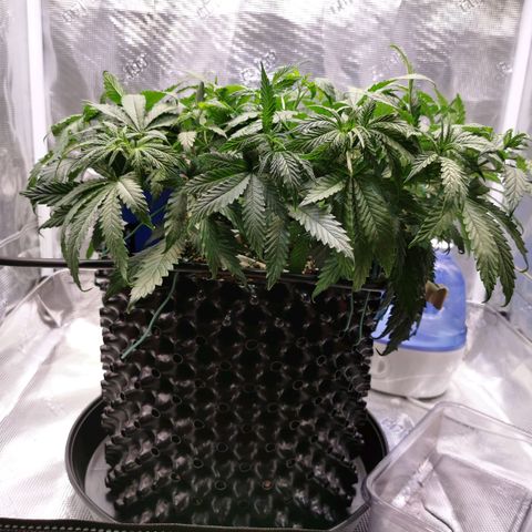 Cookies Kush #2 growlog timeline photo