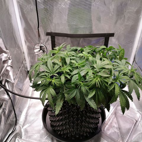 Cookies Kush #2 growlog timeline photo