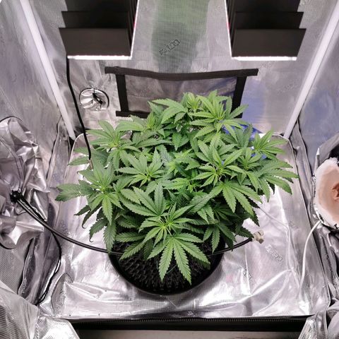 Cookies Kush #2 growlog timeline photo