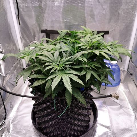 Cookies Kush #2 growlog timeline photo