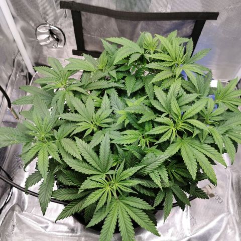 Cookies Kush #2 growlog timeline photo
