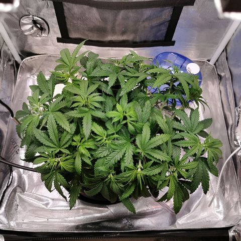 Cookies Kush #2 growlog timeline photo