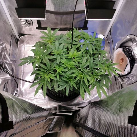 Cookies Kush #2 growlog timeline photo