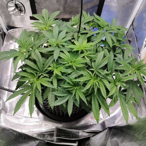 Cookies Kush #2 growlog timeline photo
