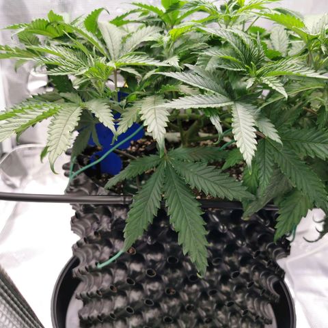 Cookies Kush #2 growlog timeline photo