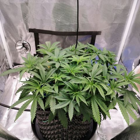 Cookies Kush #2 growlog timeline photo