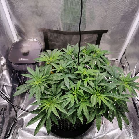Cookies Kush #2 growlog timeline photo