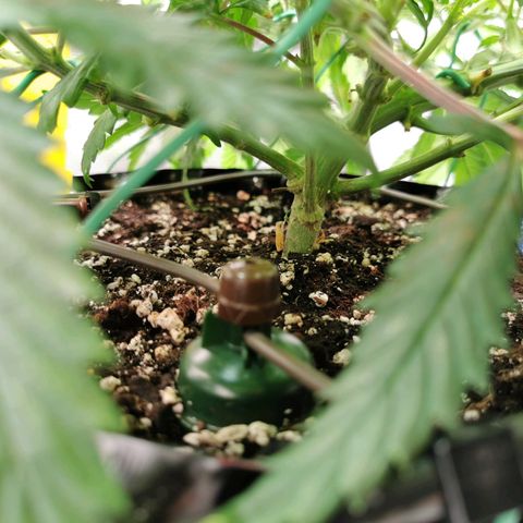 Cookies Kush #2 growlog timeline photo