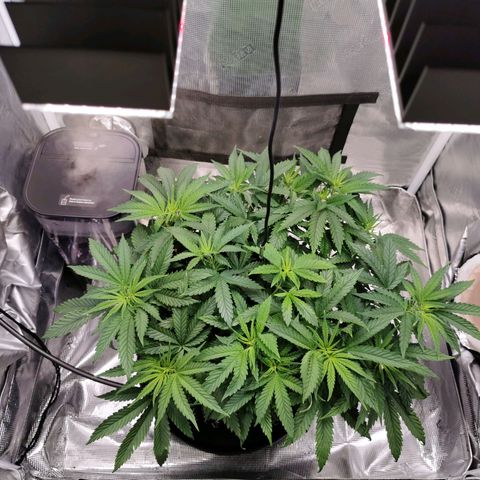 Cookies Kush #2 growlog timeline photo
